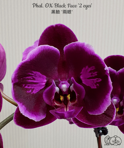 美琪園藝Miki Orchid - 品種詳細頁